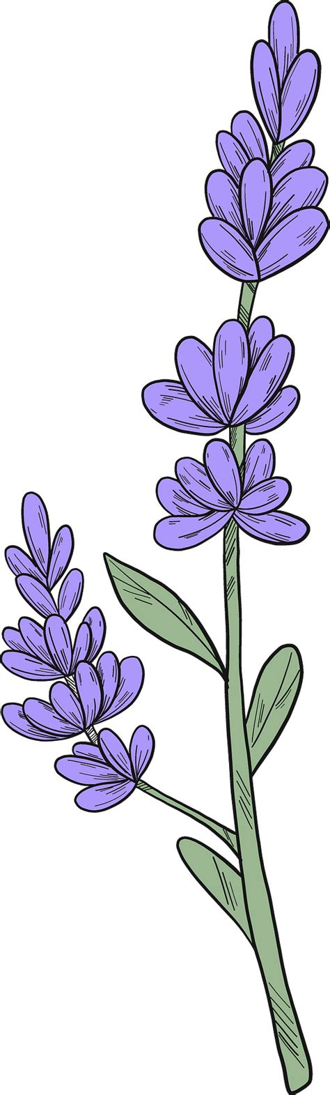 Lavender Clipart Images .